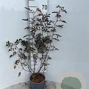 Rosa glauca 40-60 cm 2,0L