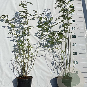 Rosa (o) rubiginosa 40-60 cm 2,0L