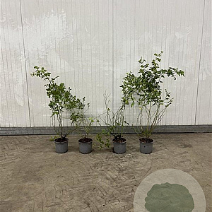 Rosa (o) rubiginosa 40-60 cm 2,0L