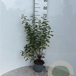 Rosa pimpinellifolia 40-60 cm 2,0L