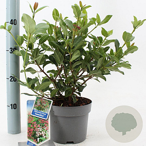 Viburnum tin. 'Eve Price' 25-30 cm 2,0L