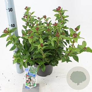 Viburnum tin. 'Eve Price' 25-30 cm 2,0L