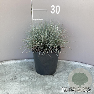 Festuca glauca 'Elijah Blue' GM 2,0L