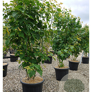 Acer davidii 200-250 cm 50L