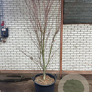 Acer palmatum 200-250 cm cont. 110L
