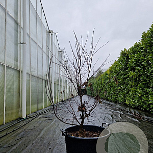 Acer pal. 'Bloodgood' 100-125 cm container meerstammig