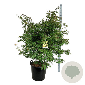 Acer pal. 'Osakazuki' 125-150 cm cont. 55L extra