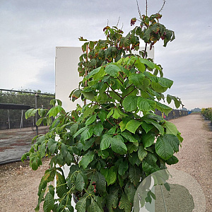 Aesculus parviflora 50-60 cm cont. 80L