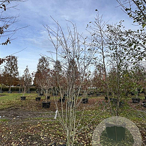 Amelanchier lamarckii 250-300 cm cont. 110L