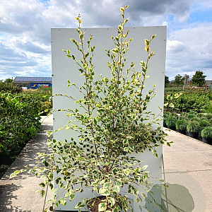 Betula nigra 'Shiloh Splash' 150-175 cm 20L