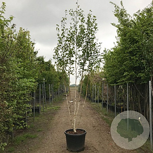 Betula utilis jacquemontii 350-400 cm cont. 130L