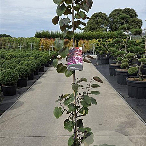 Cercis can. 'Merlot' 175-200 cm 20L
