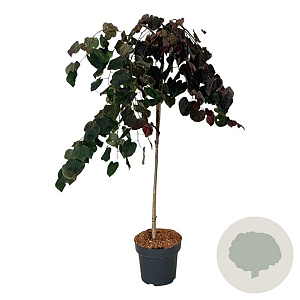 Cercis can. 'Ruby Falls' 120 cm stam 15L