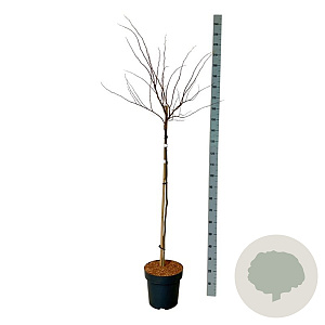 Cercis can. The Rising Sun 120 cm stam 15L