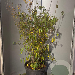 Chimonanthus praecox 100-125 cm 20L