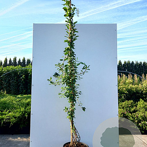 Exochorda 'The Bride' 150-175 cm 20L met stok