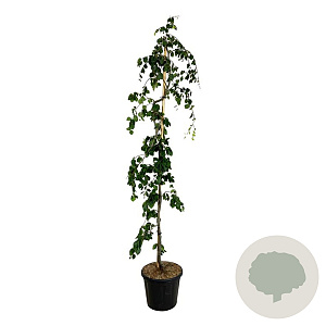 Fagus syl. 'Pendula' 175-200 cm 30L extra