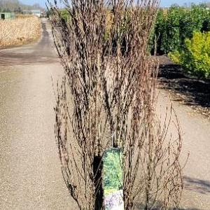 Frangula alnus Fine Line 150-175 cm 20L