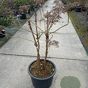 Hydrangea asp. sargentiana 60-80 cm 20L