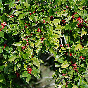 Ilex paraguariensis 100-125 cm 20L