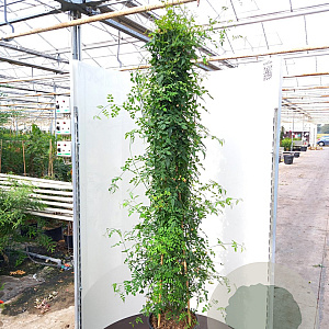 Jasminum officinale 175-200 cm 20L 3 stok