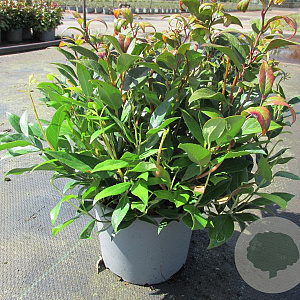 Leucothoe 'Zeblid' 25-30 cm 2,0L
