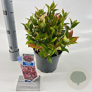 Leucothoe 'Zeblid' 25-30 cm 2,0L