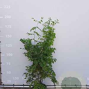 Maackia amurensis 100-125 cm 20L