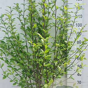 Magnolia kobus 125-150 cm 20L