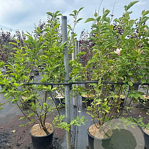 Magnolia soulangeana 125-150 cm 20L