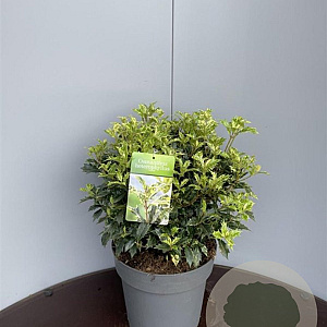 Osmanthus heter. 'Goshiki' 60-80 cm 20L