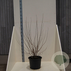 Philadelphus 'Belle Etoile' 125-150 cm 20L