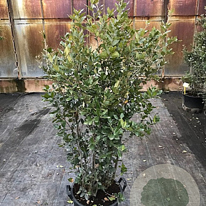 Quercus ilex 125-150 cm cont. 80L