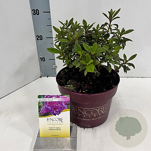 Rhododendron Encore Autumn Majesty 25-30 cm 3,0L