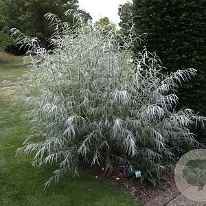 Salix exigua 150-175 cm 20L