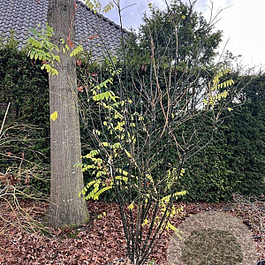 Styphnolobium japonicum 200-250 cm cont. 80L