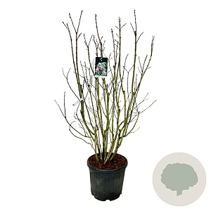 Syringa v. Beauty of Moscow 150-175 cm cont. 55L extra