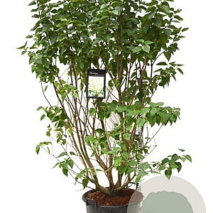 Syringa v. 'Mme Lemoine' 125-150 cm cont. 55L extra