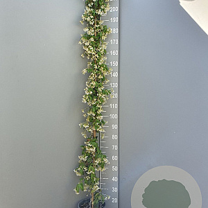 Trachelospermum jasminoides 175-200 cm 10L