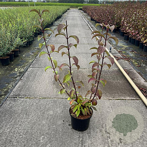 Viburnum opulus 'Roseum' 60-80 cm 5,0L