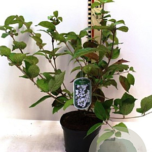 Viburnum plic. 'Shasta' 160-180 cm 45L najaarspotting