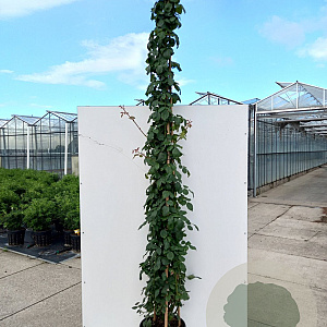 Rosa (K) Blaze Superior 200-250 cm 20L 3 stok