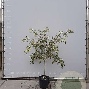 Cornus controversa 'Variegata' 150-175 cm 50L