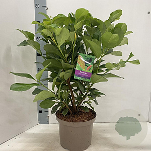 Prunus l. Etna 50-60 cm 5,0L