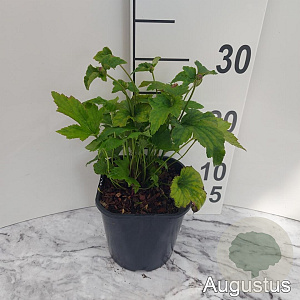 Anemone h. 'Splendens' GM 2,0L