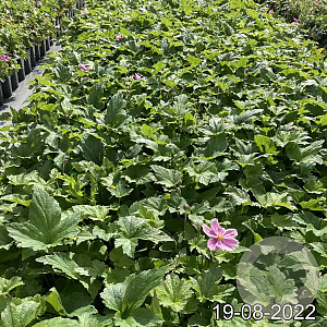 Anemone hyb. 'Königin Charlotte' GM 2,0L