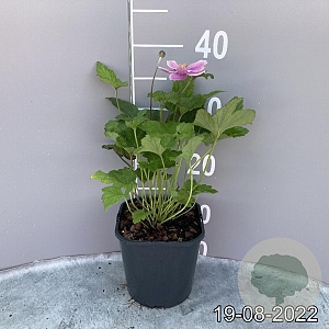 Anemone hyb. 'Königin Charlotte' GM 2,0L