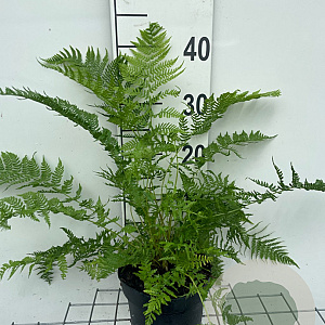 Athyrium filix-femina GM 2,0L