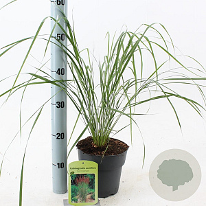 Calamagrostis acut. 'Karl Foerster' 30-40 cm 2,0L