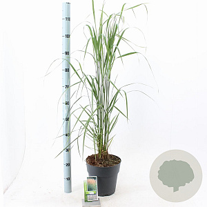 Calamagrostis acut. 'Karl Foerster' 60-80 cm 6,5L